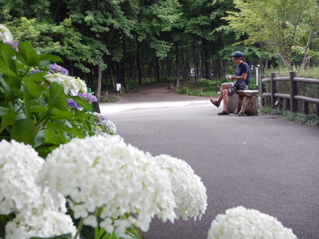 府中市郷土の森博物館さん　あじさいまつり