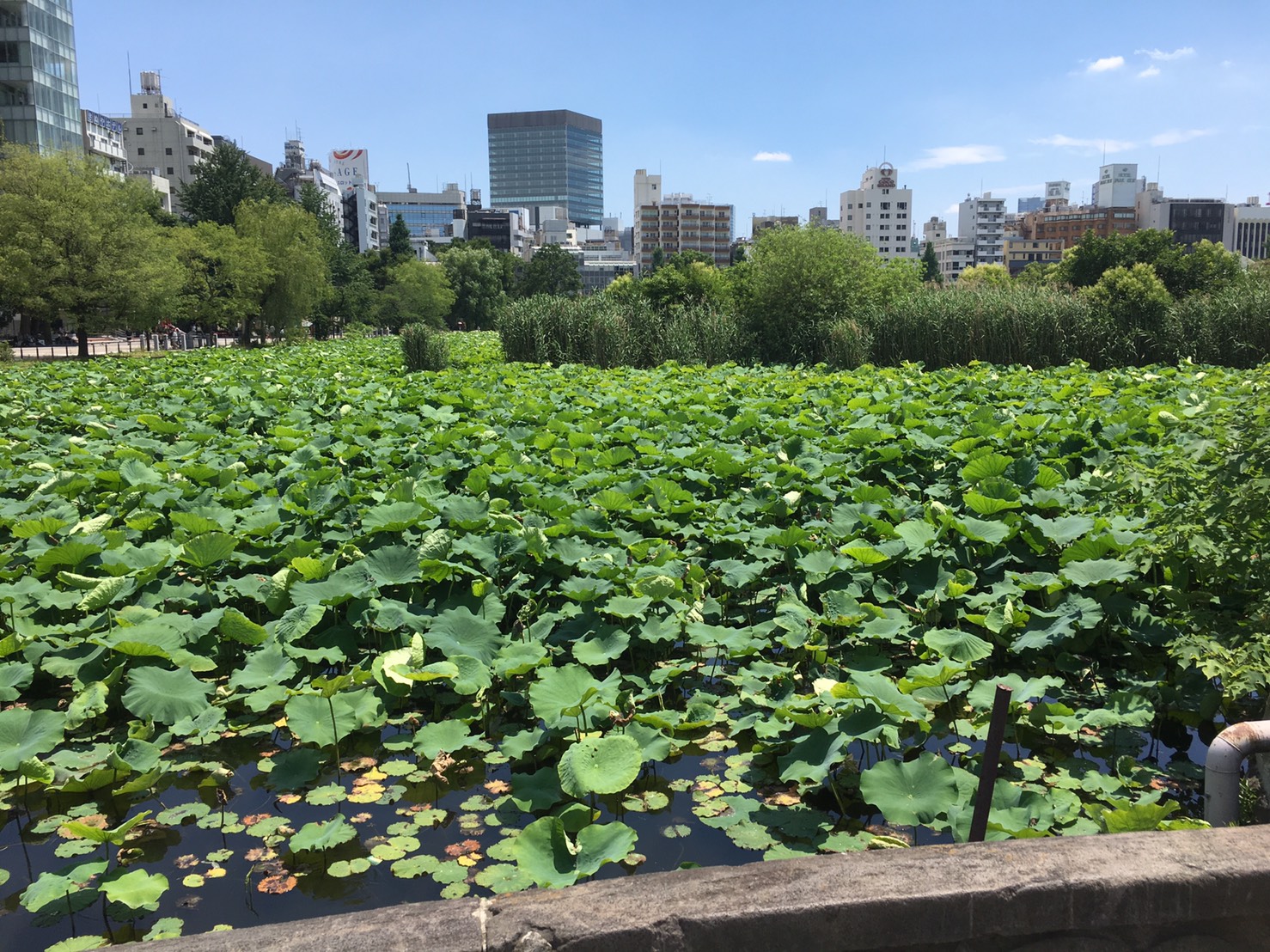 上野