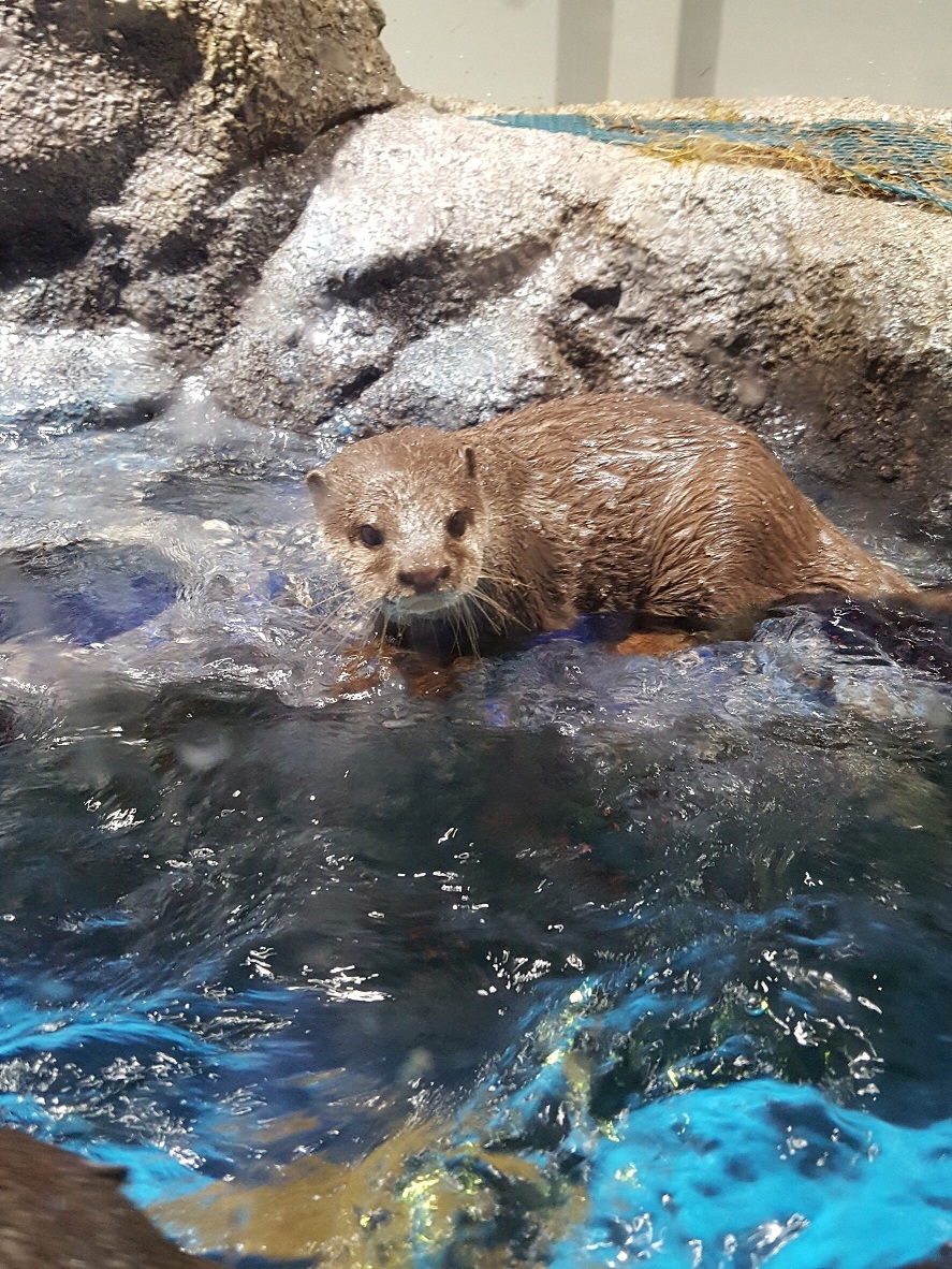 最近のお気に入り