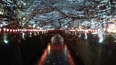 夜桜＊＊