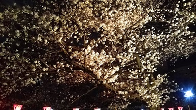 夜桜＊＊