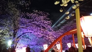 夜桜＊＊