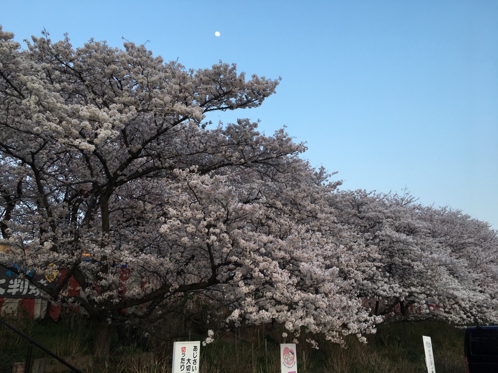 権現堂公園桜祭り
