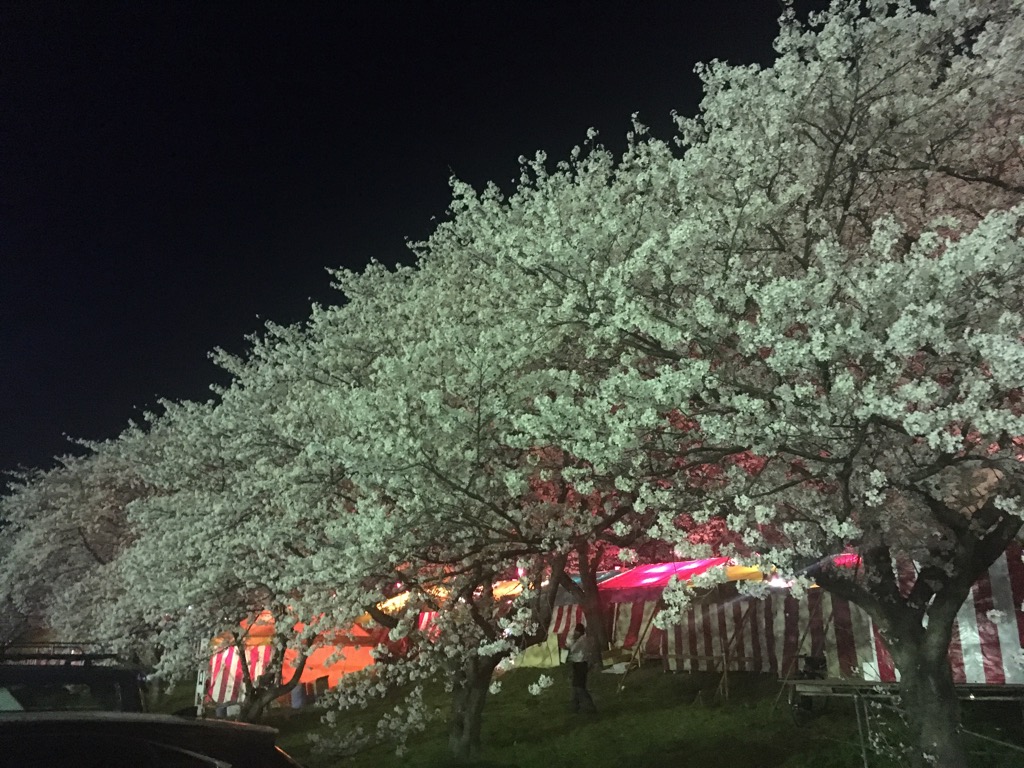 権現堂公園桜祭り