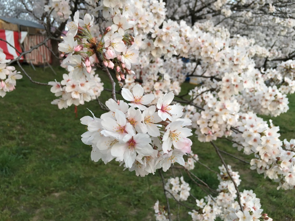 権現堂公園桜祭り