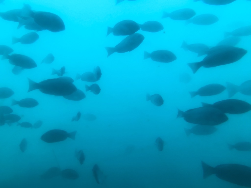 かつうら海中公園・海中展望塔