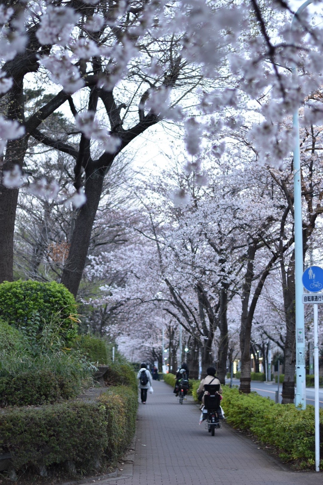 ♡ さくら ♡ 試乗コースのご紹介☆