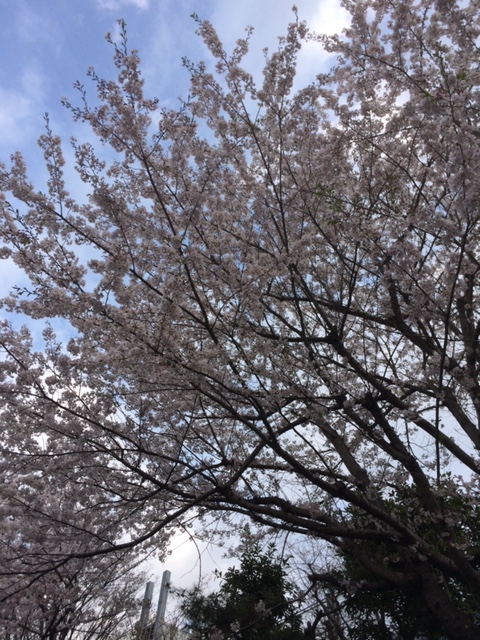 桜開花