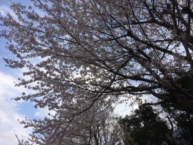 桜開花