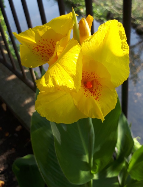 ***川沿いに咲く花***