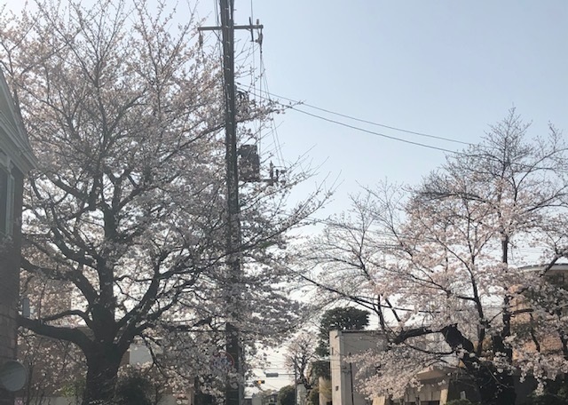 今年の桜✿祭りは・・・