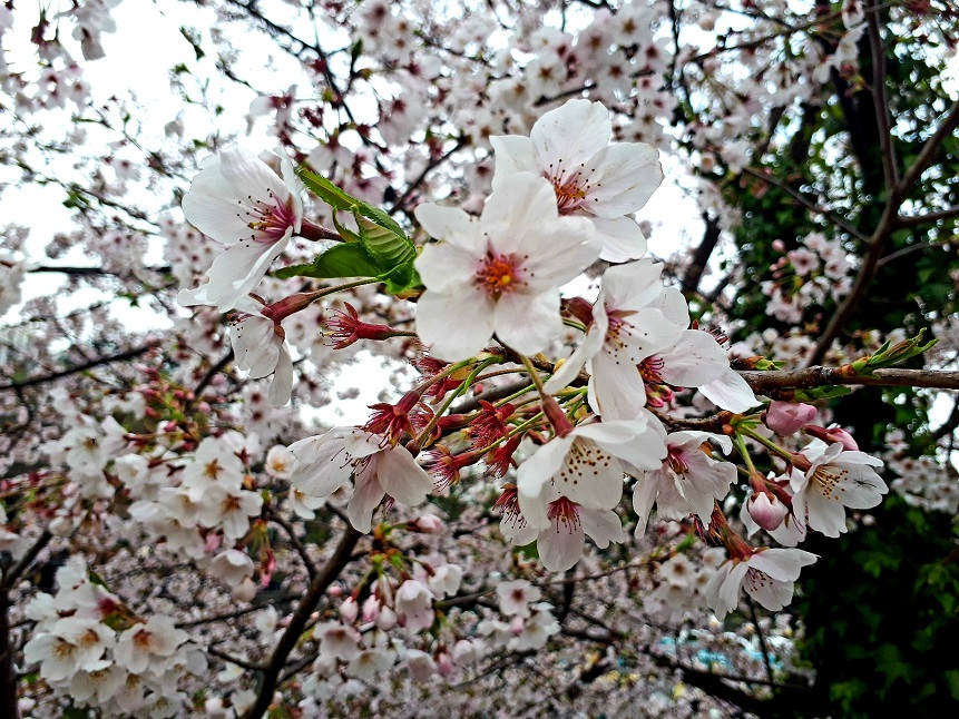～桜～