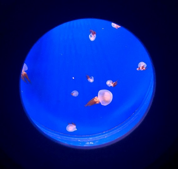 【海月】