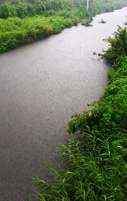 *****　雨の野川　 ******