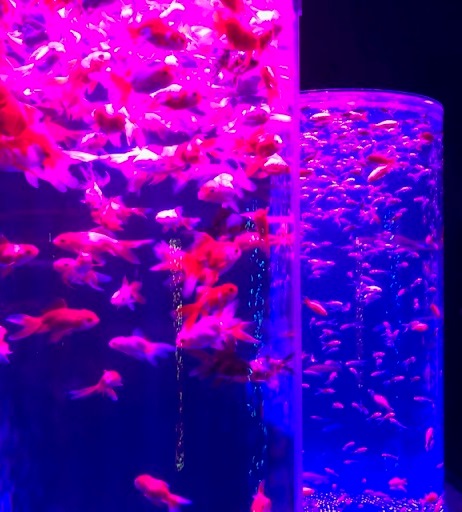 【ART AQUARIUM 美術館】