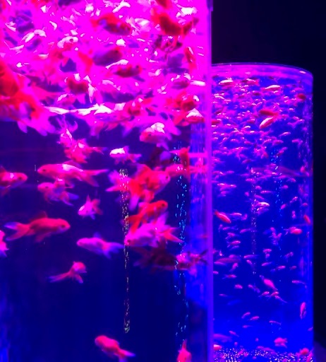 【ART AQUARIUM 美術館】