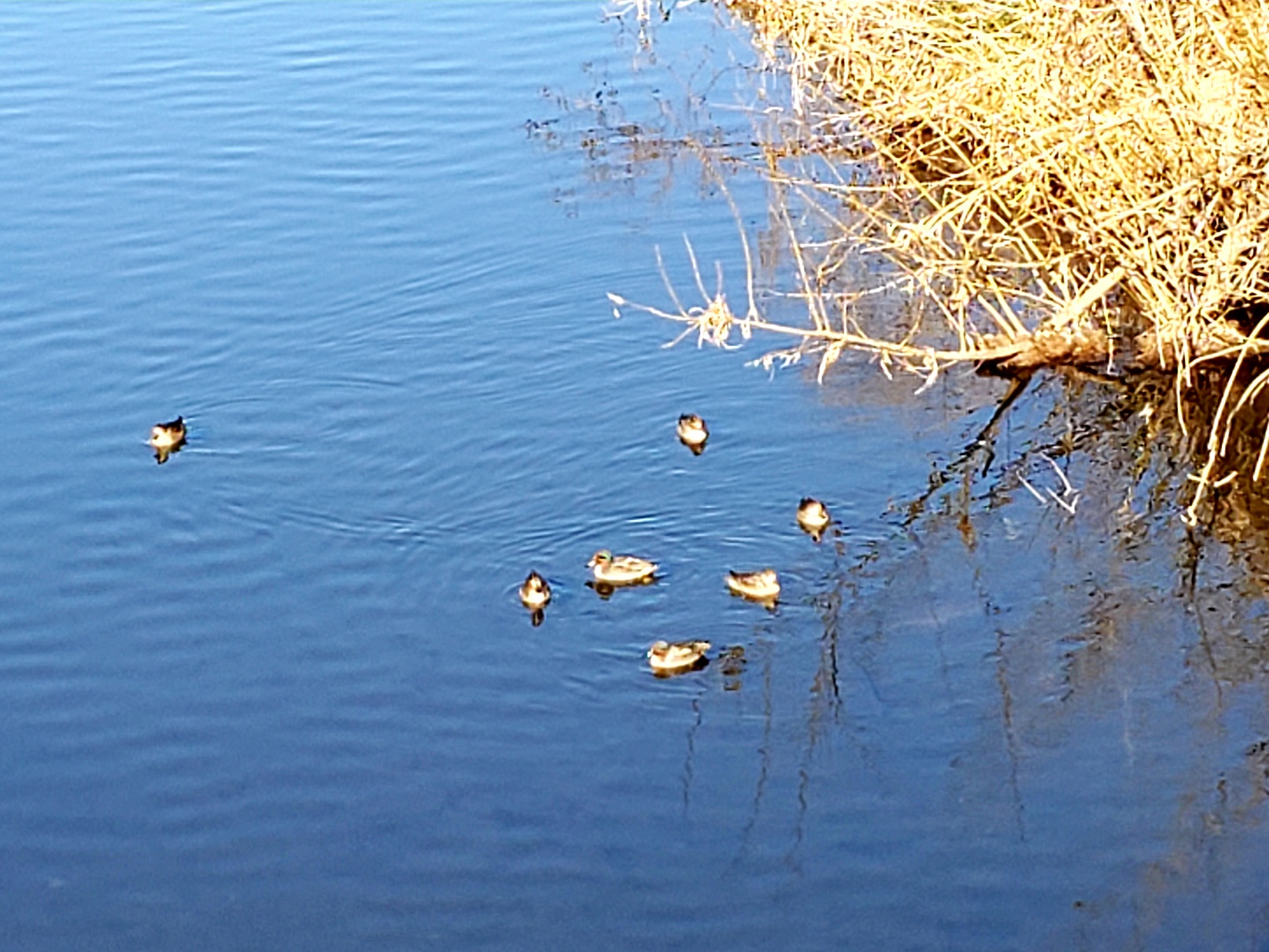 🦆カルガモの親子🦆