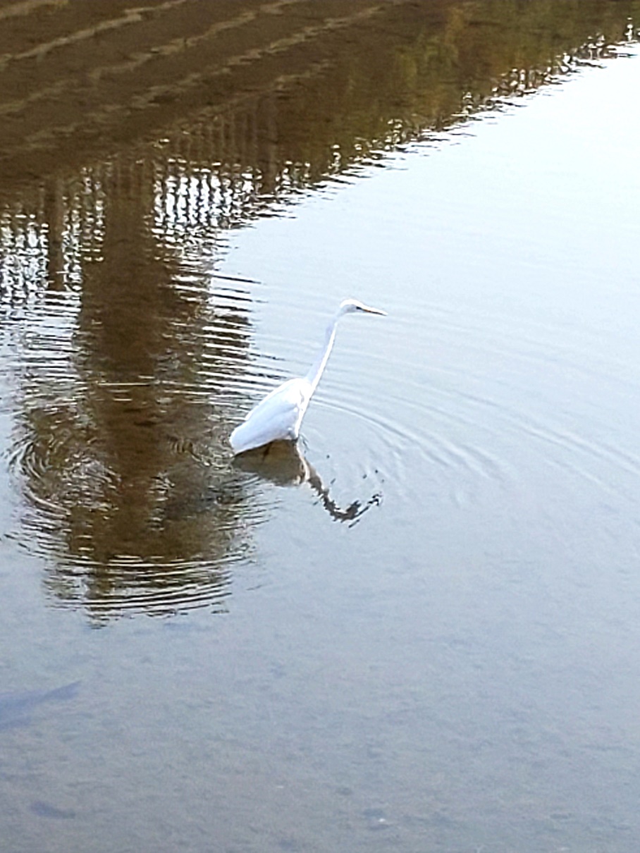 🦢　野川　🦢