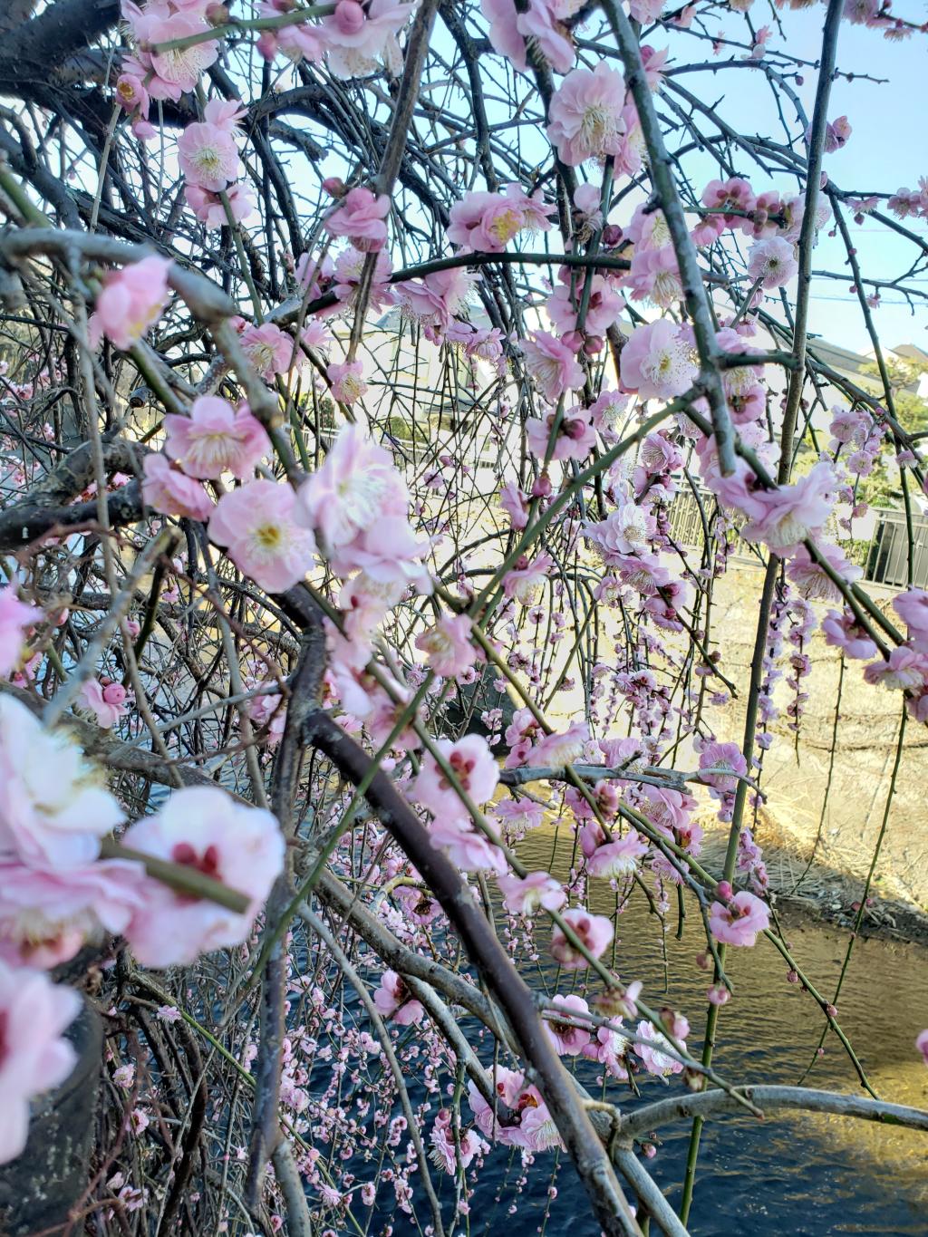 🌸　ウォーキング　🌸