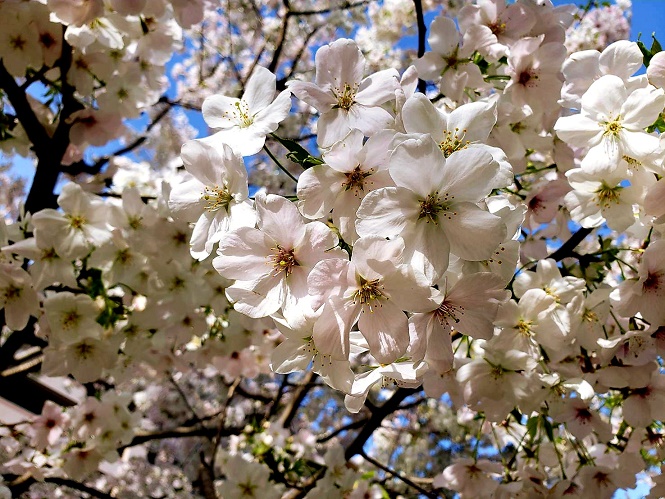 🌸　2021 桜咲く　🌸