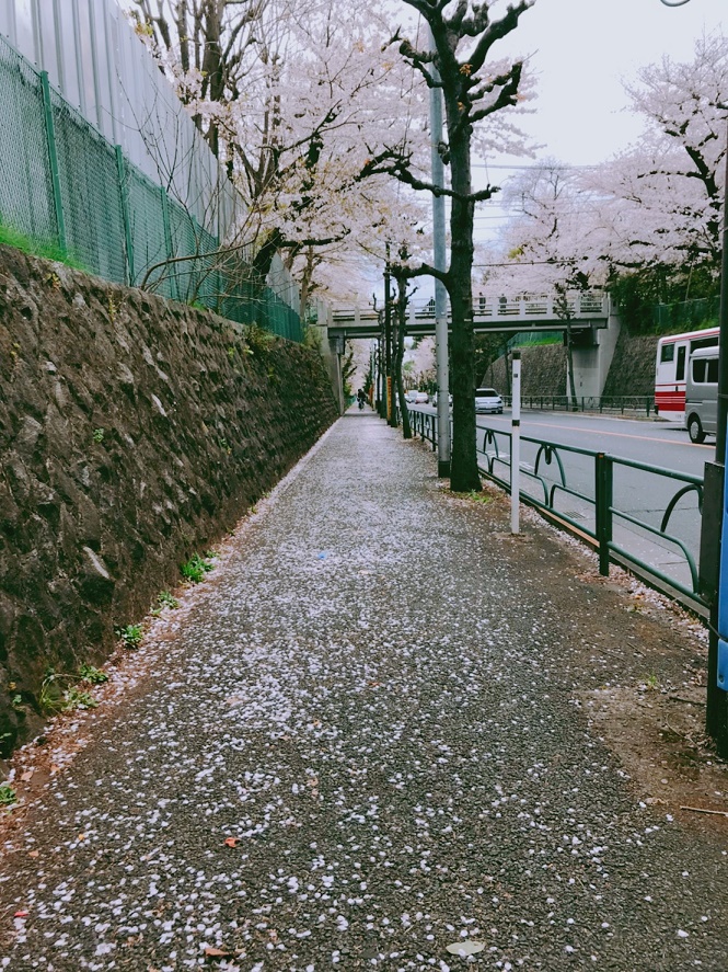 桜散る春の嵐