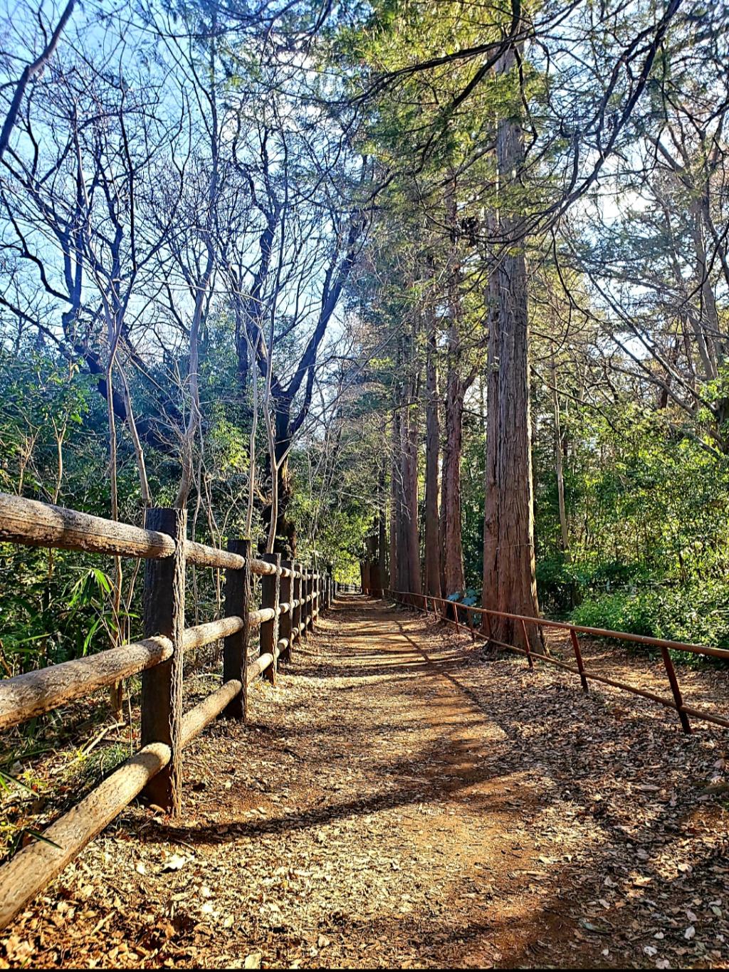 🌳ウォーキング🌳