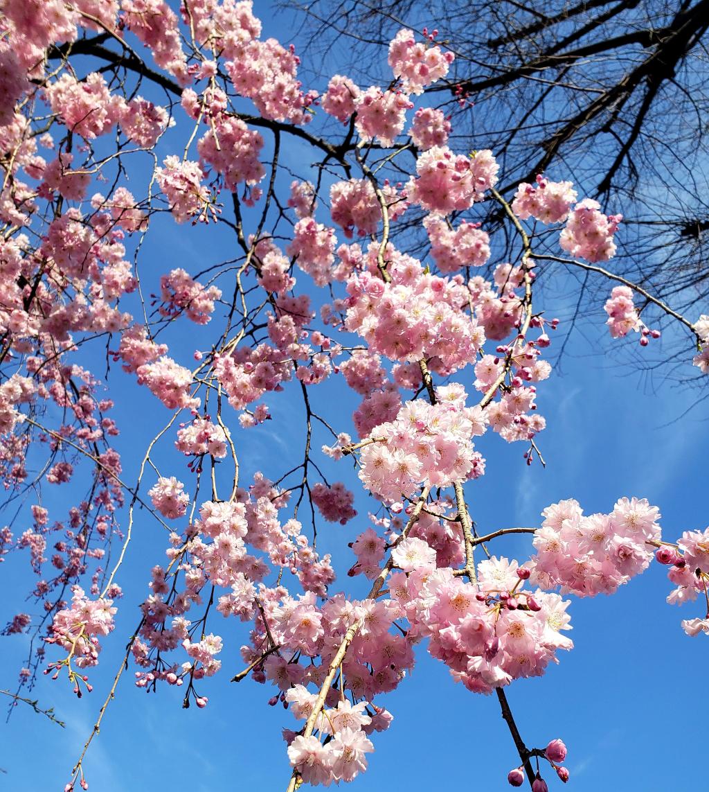 🌸桜の季節...🌸