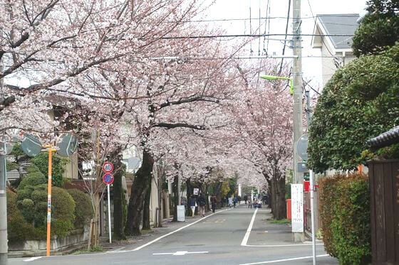 今年の桜✿祭りは・・・