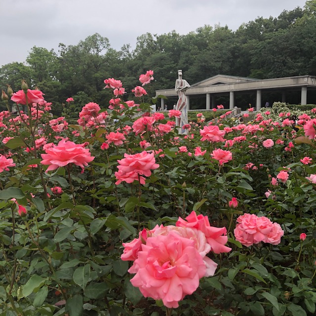 フランスの薔薇