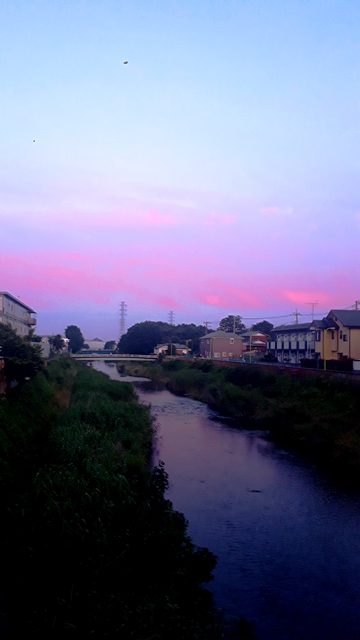 ***　帰り道の野川　***