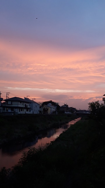 ***　帰り道の野川②　***