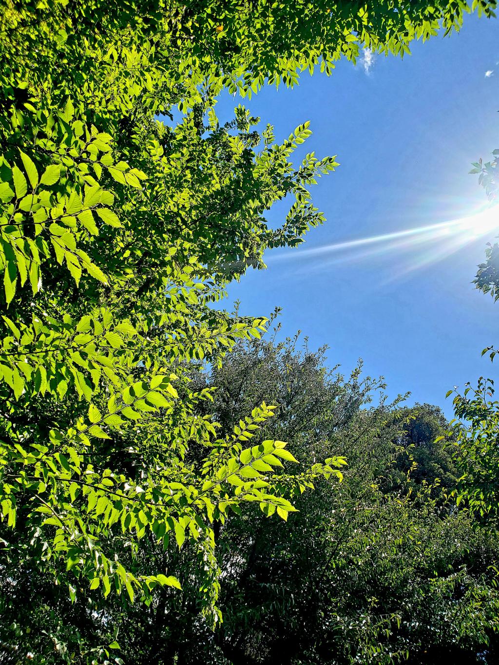 🌞木漏れ日🌞