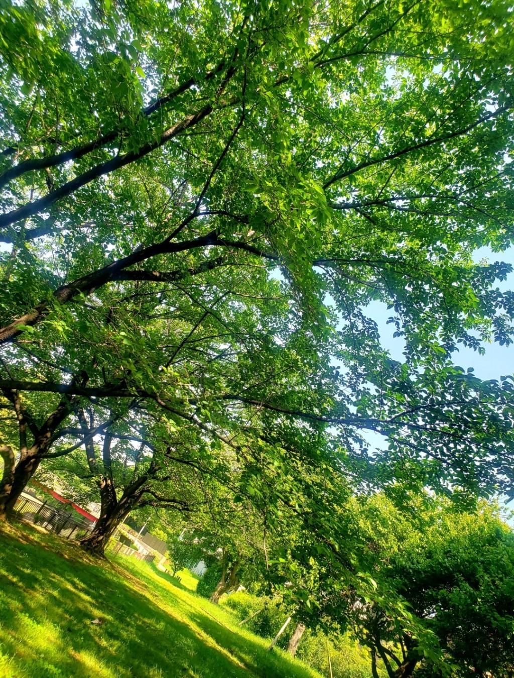 🌲森林浴🌞🌲